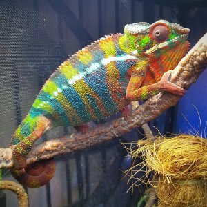 My rainbow