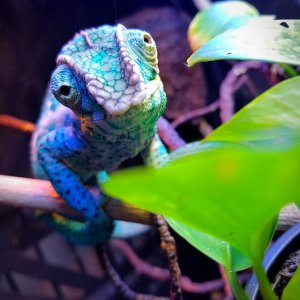 "Are you sure your phone isn't a hornworm because I am pretty sure it is."