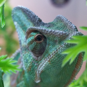 Closeup