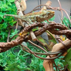 Helmeted chameleon