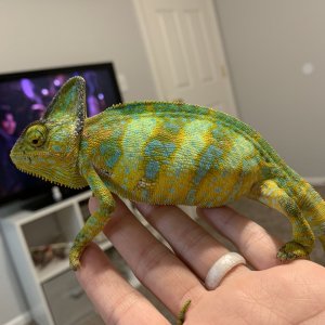 Alpha showing some color