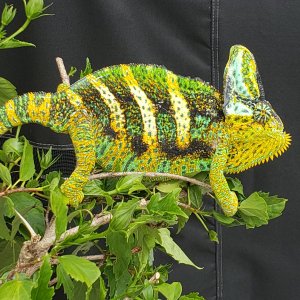 Toruk