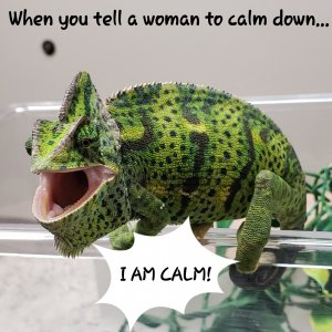 "Calm Down"