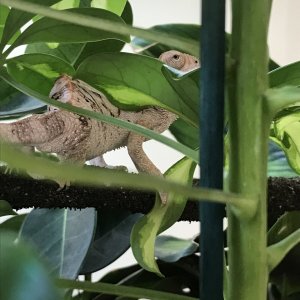 Sneaking