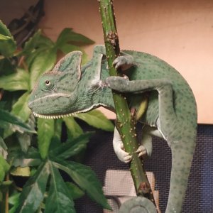 My veiled chameleon