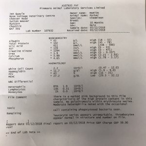 4th Dec 2018 blood results