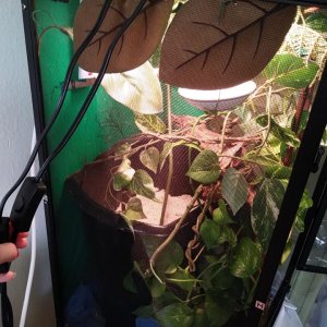 egg nest