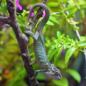 B. thamnobates male.JPG