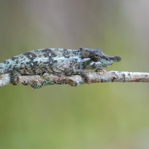 C. fallax - male2.JPG