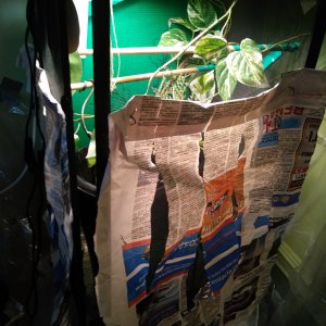 Covered viv