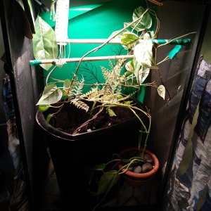 Only nesting bin in the center of viv