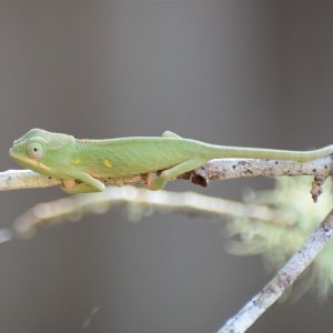 Furcifer minor - female 3 mos old.JPG