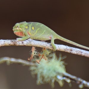 Furcifer minor - female 3 mos old3.JPG