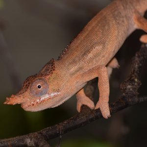 Furcifer minor - male 9 mos old.JPG