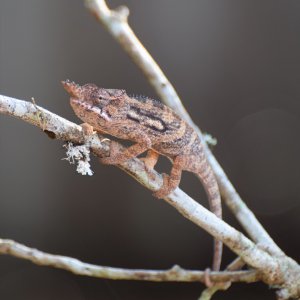 Furcifer minor - male 9 mos old3.JPG