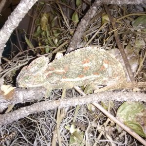 Possible fucifer calyptratus(cross oustlets/veild)