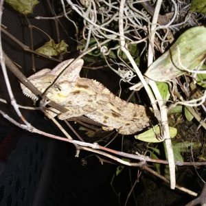 Rare type bearded dragon colors