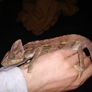 Rare type bearded dragon dark colors