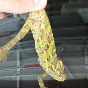 Gravid female I found