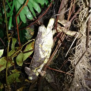 Strange coloration caught from wild died days after rescue