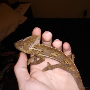 Another het bearded dragon color(breeder)