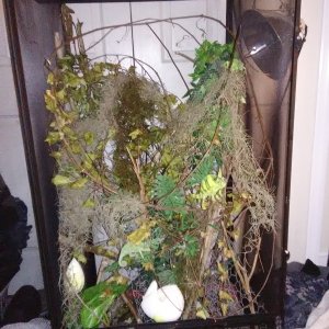 My Viv