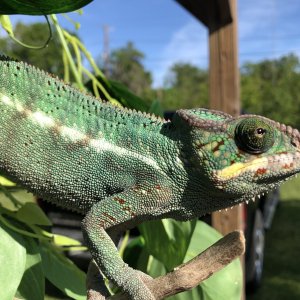 Roux in the Louisiana sun April 2019