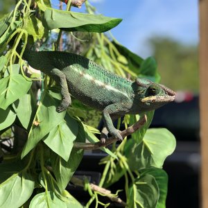 Roux in the Louisiana sun April 2019