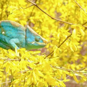 Yellow lip enjoying spring