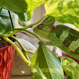 You can’t see me