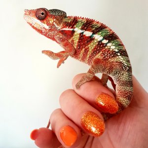 Gilbert