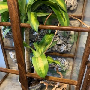 Corn plant has been added!
