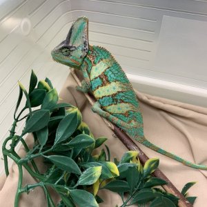 First Vet Visit