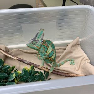 First Vet Visit