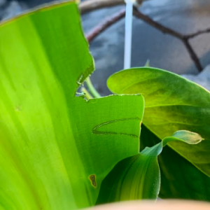 Apparently he's a fan of his REAL plants!