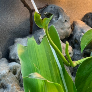 A huge fan. So many pothos leaves are already gone...