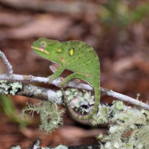 Furcifer minor - female