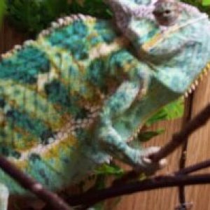 Male Veiled Chameleon