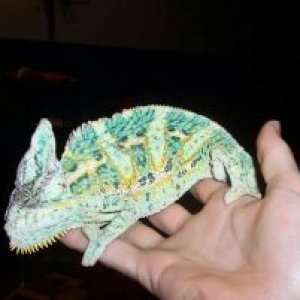 Male Veiled Chameleon