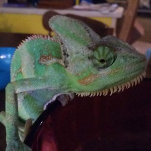 Curious Male Veiled Chameleon