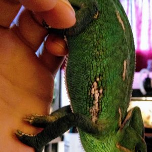 Female Veiled Chameleon