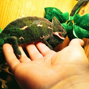 Female Veiled Chameleon
