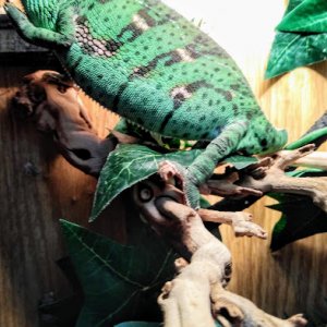 Female Veiled Chameleon