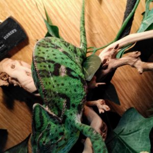 Female Veiled Chameleon