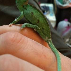 Baby Veiled Chameleon