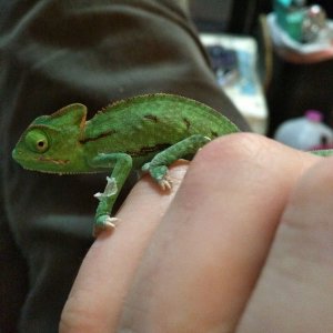 baby veiled chameleon