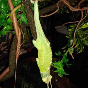 Male Jackson's Chameleon