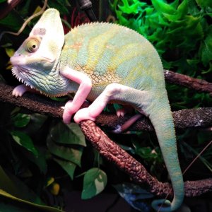 Piebald Male Veiled Chameleon