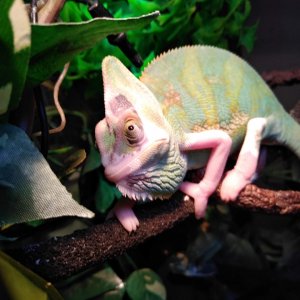Piebald Male Veiled Chameleon