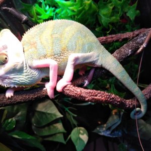 Piebald Male Veiled Chameleon